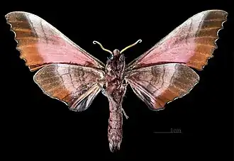 Marumba gaschkewitschii gressitti revers du mâle (coll.MHNT)