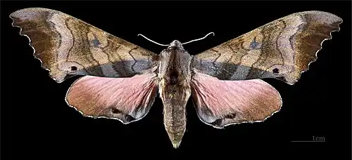 Marumba gaschkewitschii gressitti avers de la femelle (coll.MHNT)