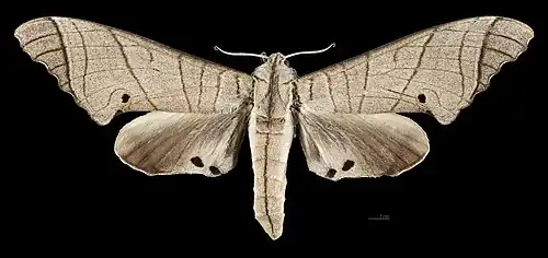 Apers du mâle (coll.MHNT)