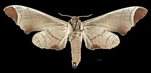 Revers du mâle(coll.MHNT)