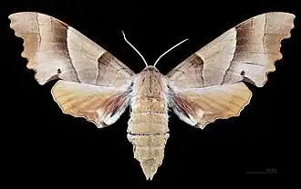 Femelle - Face dorsale MHNT