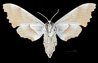 Femelle -Revers MHNT