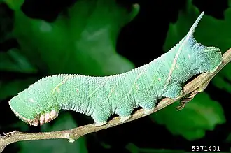 Chenille de sphinx du chêne