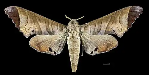 Avers de la femelle(coll.MHNT)