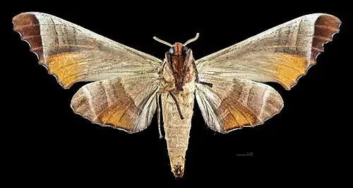 revers de la femelle(coll.MHNT)