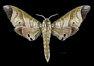 Description de cette image, également commentée ci-après