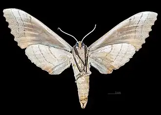 Revers de le femelle (coll.MHNT)