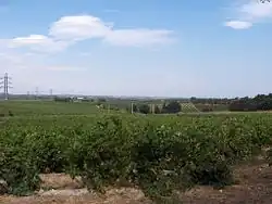 Vignes de Trouillas, sur la route de Villemolaque. Au loin on peut voir Perpignan
