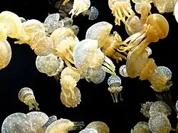 Mastigias papua, une Mastigiidae