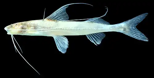 Mastiglanis asopos (Heptapteridae)