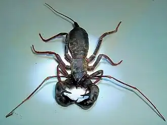 Description de l'image Mastigoproctus colombianus.jpg.