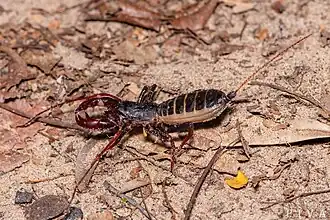 Description de l'image Mastigoproctus maximus 182896147.jpg.