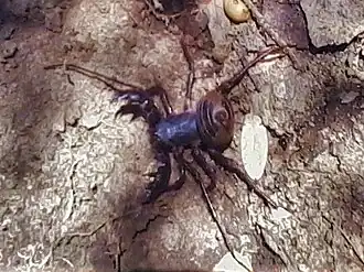 Description de l'image Mastigoproctus mexicanus.jpg.