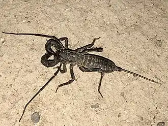 Description de l'image Mastigoproctus tohono.jpg.