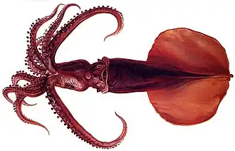 Mastigoteuthis magna (Mastigoteuthidae)