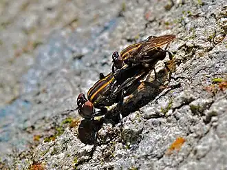Description de l'image Mating Flies (Ropalomeridae) (6788639955).jpg.