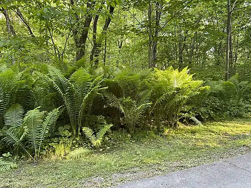 Matteuccia struthiopteris, Sainte-Anne-de-la-Pérade, Québec, Canada
