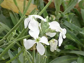 Crucifère (Matthiola incana)