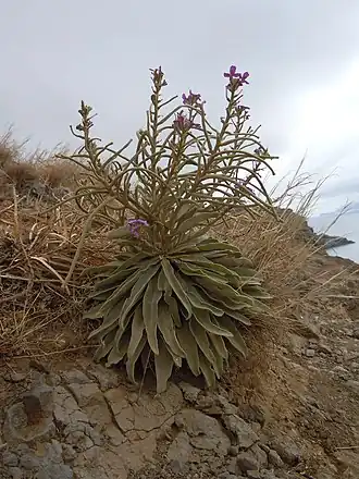 Matthiola maderensis