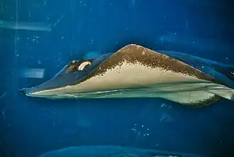 Description de l'image Maui stingray.jpg.