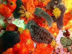 Pseudocnella insolens (rouge) et Pentacta doliolum (sombre)