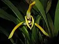 Maxillariinae: Maxillaria triloris