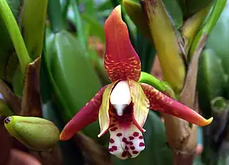 Description de l'image Maxillariella tenuifolia Orchi 079.jpg.