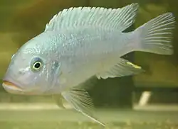 Spécimen mâle pré-adulte.