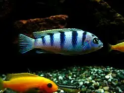 femelle (En dessous de couleur orangée Maylandia estherae et barré longitudinalement de noir et ventre jaune jeune Melanochromis auratus)