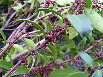 Description de l'image Maytenus magellanica 09 by Pato Novoa.jpg.