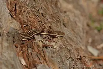 Description de l'image McCann's skink by CMKMStephens iNaturalistNZ CC BY-SA.jpg.