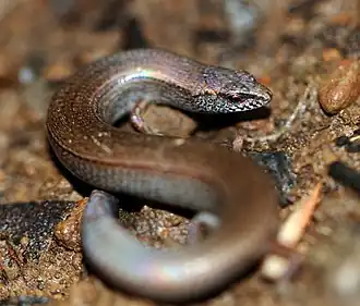 Description de l'image McCoys Skink (Nannoscincus maccoyi) (8578794925).jpg.