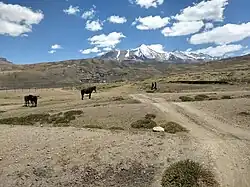 Paysage de montagne désertique froide avec des chevaux en arrière-plan
