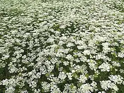 Photographie en couleurs d'une prairie recouverte de fleurs blanches.