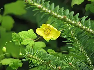 Description de l'image Meconopsis chelidoniifolia - Flickr - peganum (1).jpg.