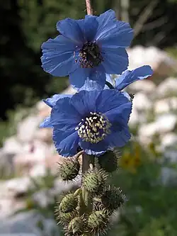 Meconopsis horridula Hook. f. & Thomson