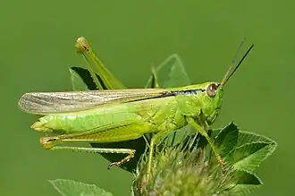 Insecte vert en gros plan, ressemblant à une sauterelle, sur une fleur verte.
