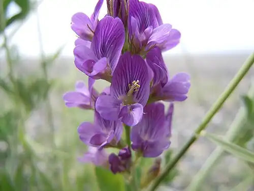 Fleurs de luzerne cultivée (medicago sativa),  la colonne staminale est visible sur la fleur centrale.