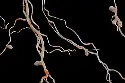 nodosités sur des racines de luzerne cultivée