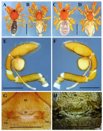 Description de l'image Medionops blades (10.5852-ejt.2021.773.1511) Figure 1.png.