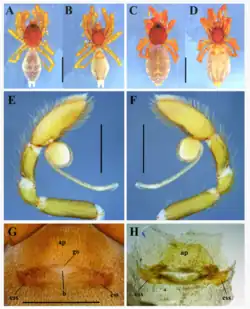 Description de l'image Medionops carolinae (10.5852-ejt.2021.773.1511) Figure 2.png.