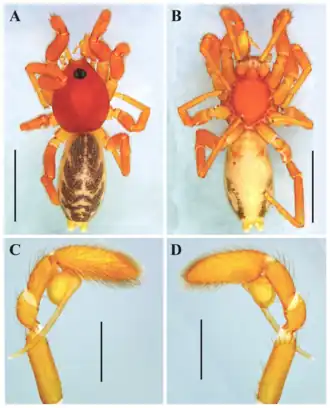 Description de l'image Medionops cauca (10.5852-ejt.2021.773.1511) Figure 3.png.