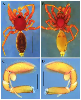 Description de l'image Medionops santarosa (10.5852-ejt.2021.773.1511) Figure 5.png.