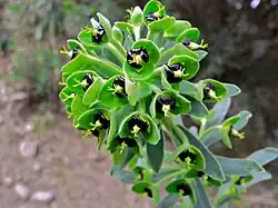 Gros plan des fleurs (Col de Banyuls, Espagne).