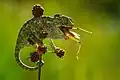 Caméléon commun mangeant un Caelifera (Kapıçam Tabiat Parkı (tr), Turquie).