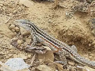 Description de l'image Medopheos edracanthus.jpg.