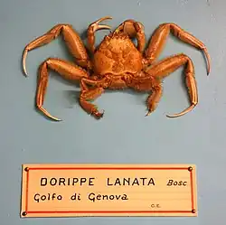 Medorippe lanata