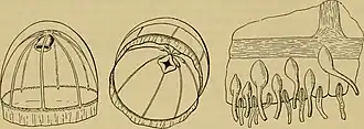 Description de l'image Medusae of the world (1910) (14801878853).jpg.