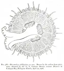 Discomedusa philippina