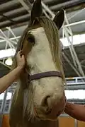 Tête d'un Clydesdale australien
